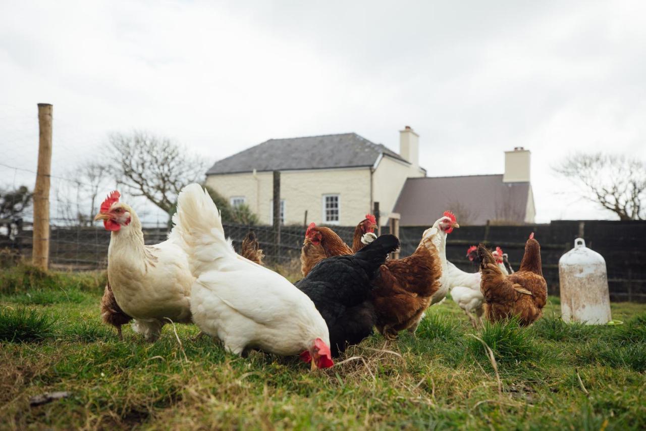 Penrhiw Farm B & B Goodwick Exterior foto